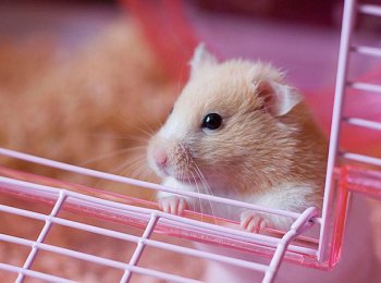 Всё, что нужно для хомяка в клетке: список аксессуаров