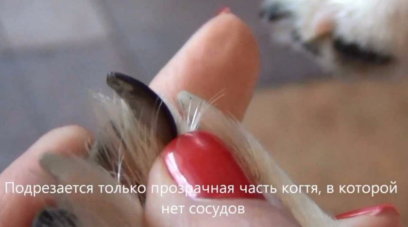 Правила ухода за когтями Правила ухода за когтями