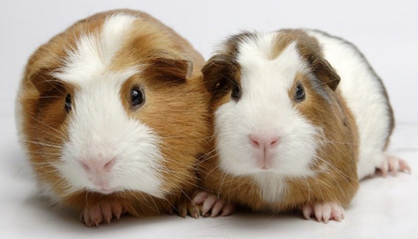 Морские свинки