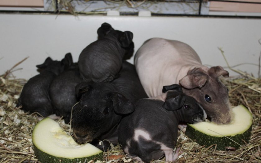 Морские свинки в клетке