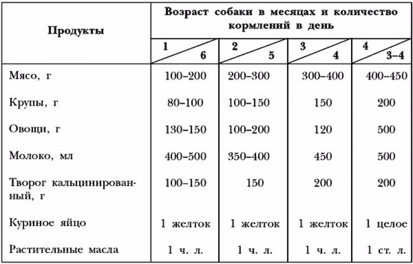 Развитие Немецкой Овчарки Фото