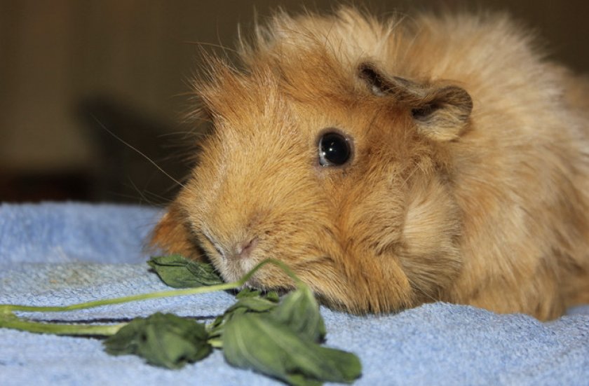 Морская свинка