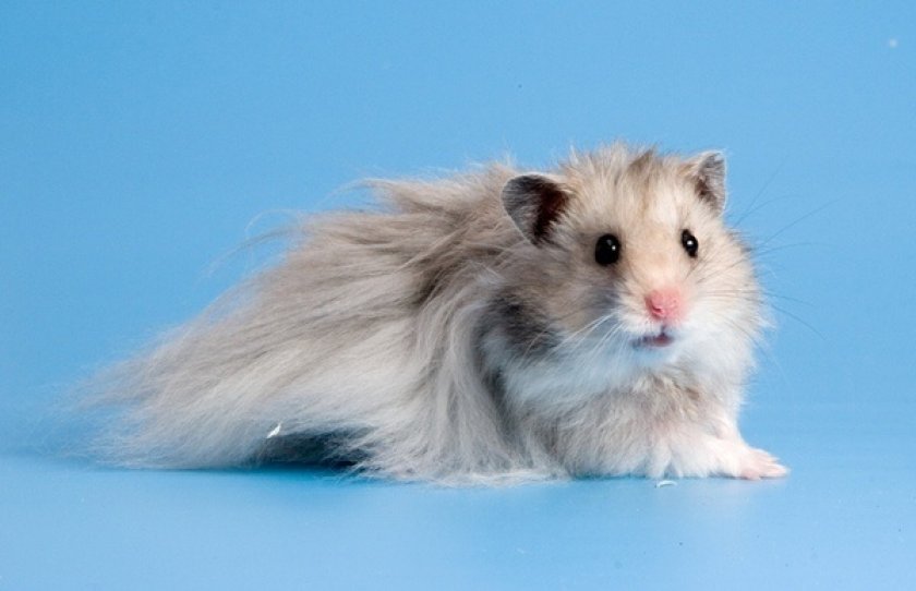 Ангорский хомяк