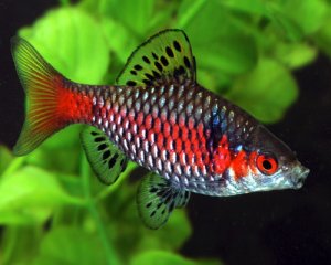Барбус алый