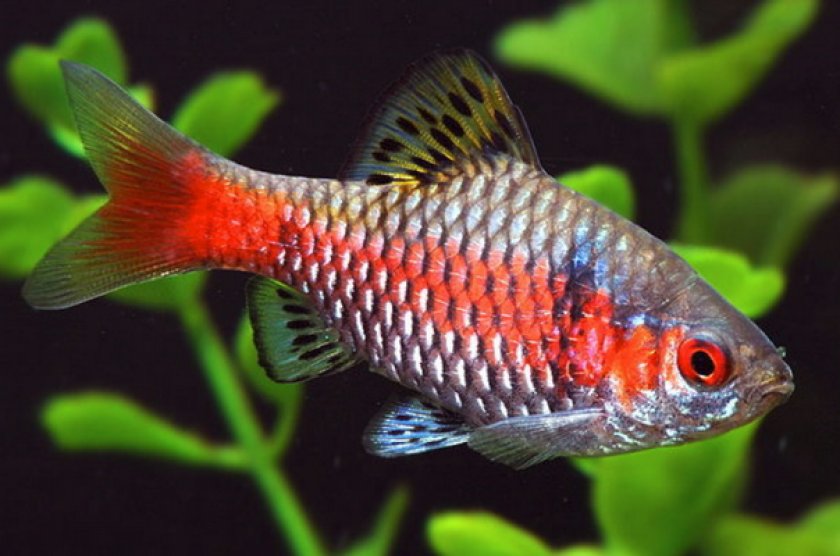 Барбус алый