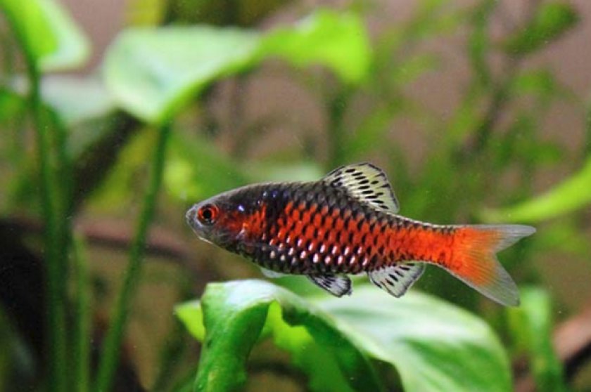 Барбус алый