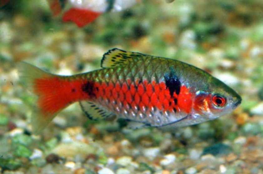 Барбус алый