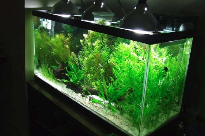 Освещение в аквариуме