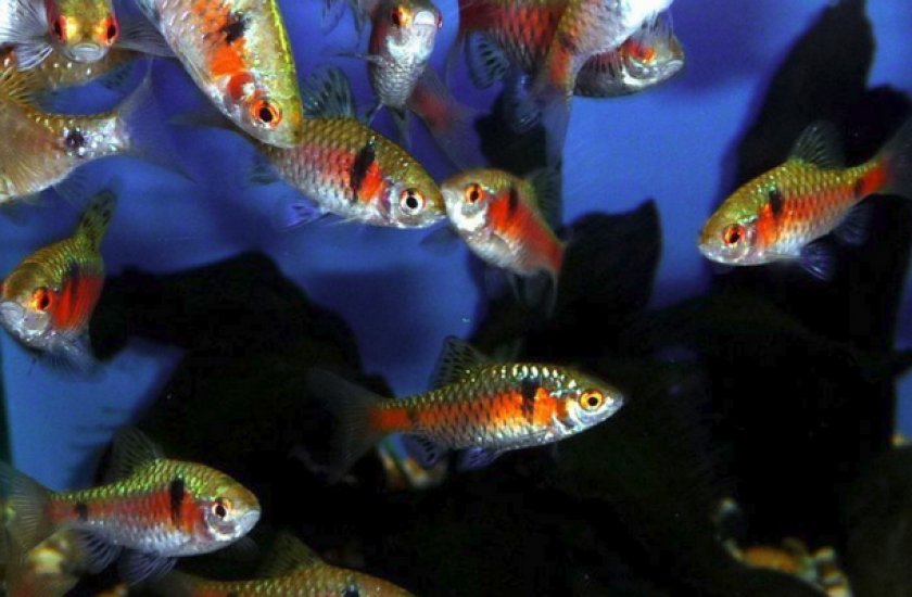 Алые барбусы в аквариуме