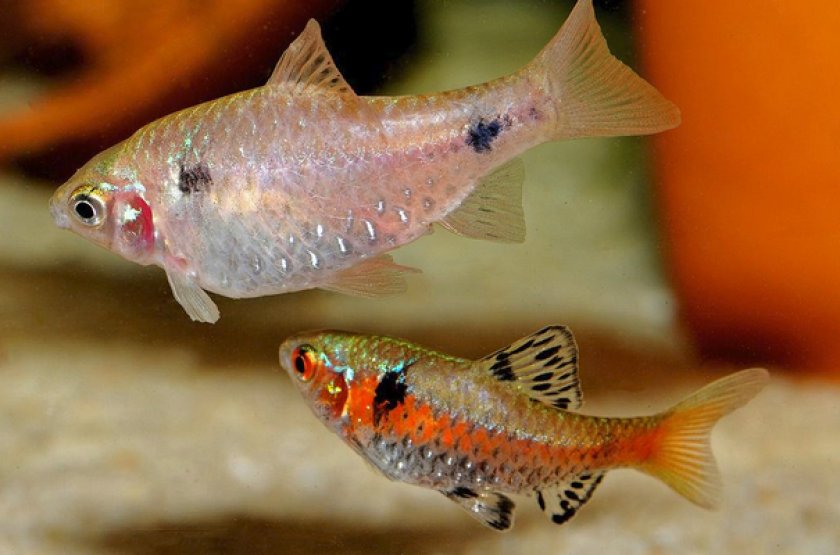 Пара алых барбусов