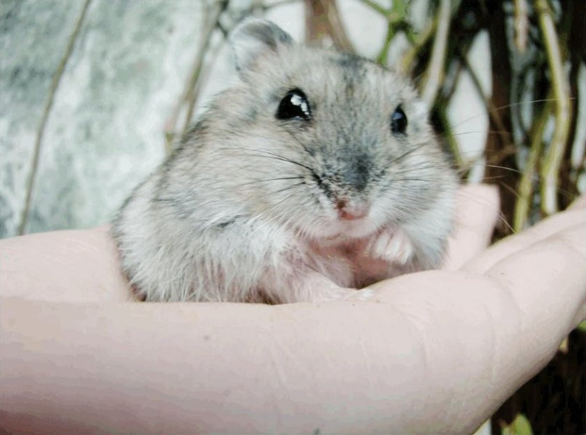 Хомяк Кэмпбелла