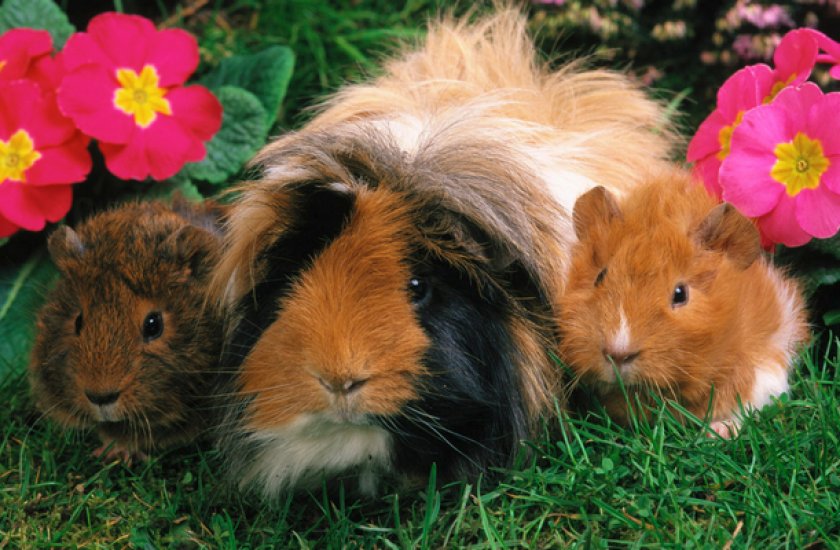 Морские свинки Морские свинки