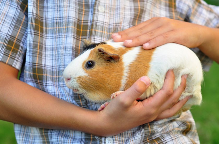 Морская свинка