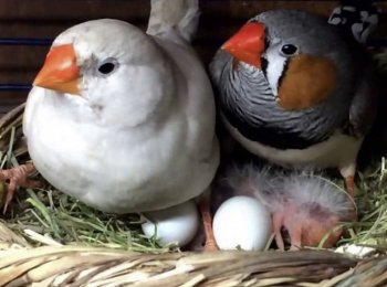 Кормление и уход за птенцами амадинов в домашних условиях