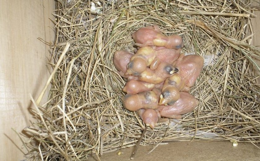 Птенцы канарейки. Гнездо для канарейки. Гнездо для канарейки. Птенцы канарейки. Зебровая амадина гнездо.