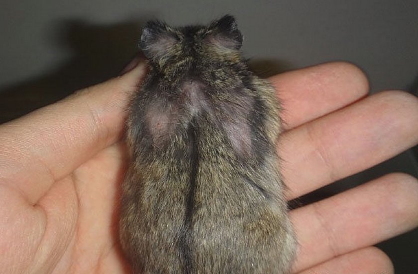 Аллергия у хомяка