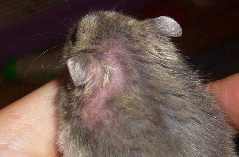 Выпадение шерсти у хомяка