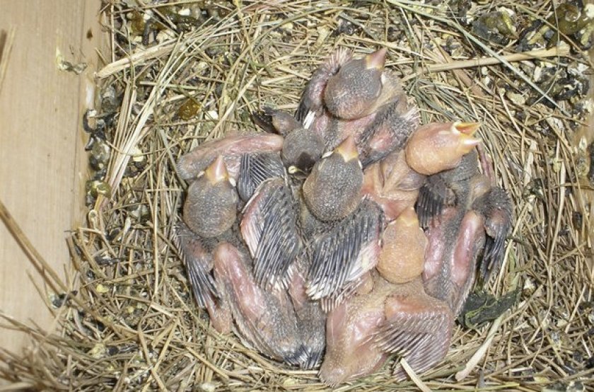 Птенцы амадинов