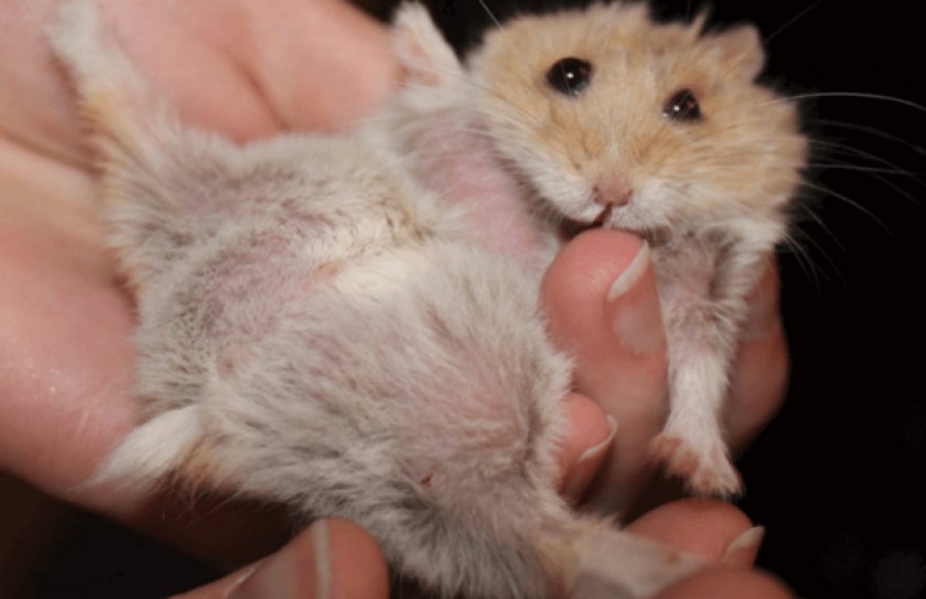 Чесотка у хомяка