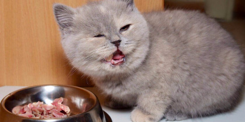 котенок ест мясо
