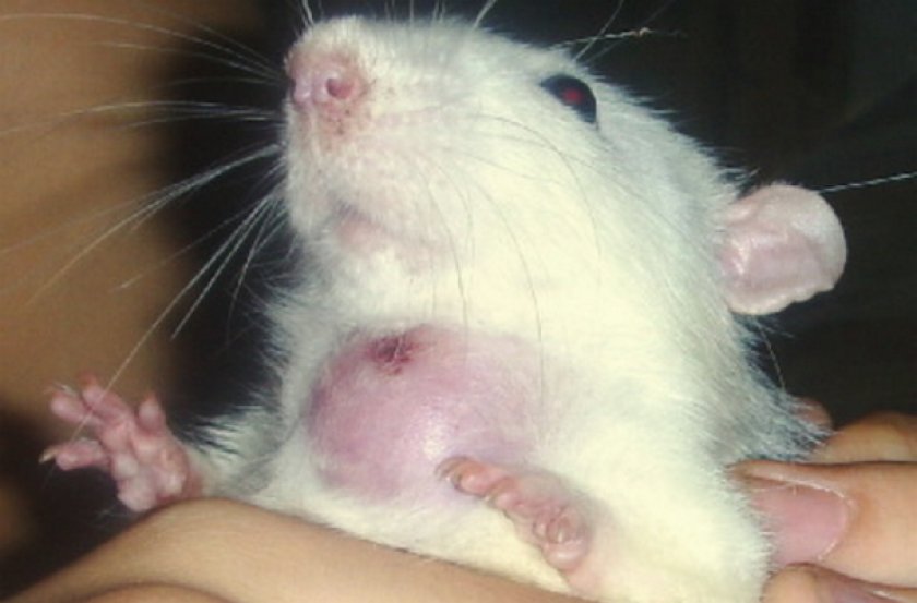 Абсцесс у хомяка