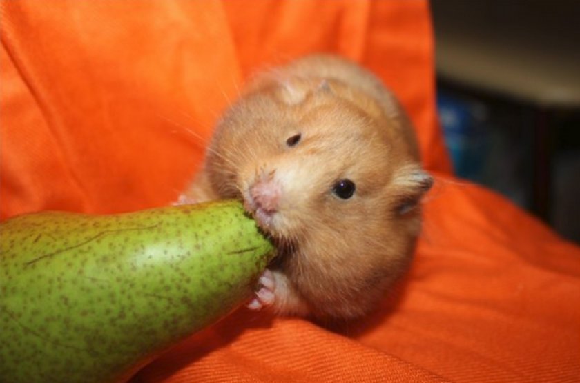 Хомяк кушает грушу