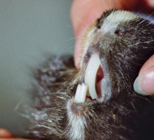 Зубы морской свинки