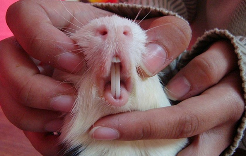 Зубы морской свинки