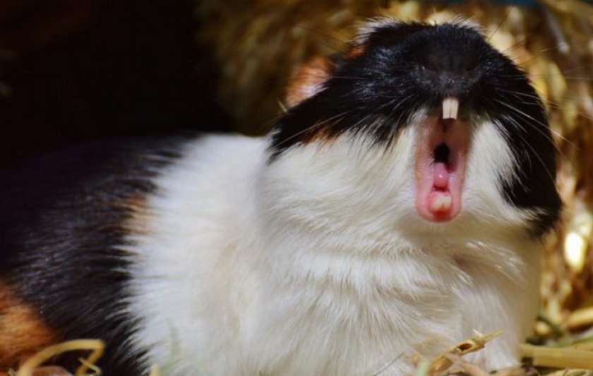 Зубы морской свинки