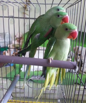 Александрийские попугаи