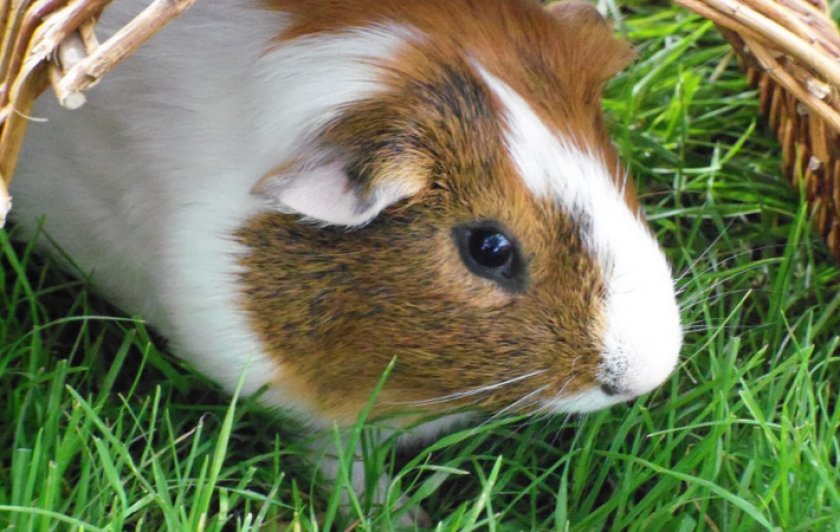 Морская свинка