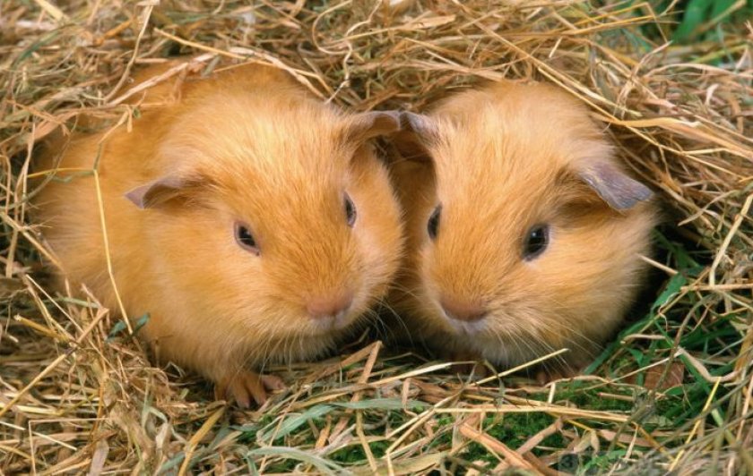 Морские свинки