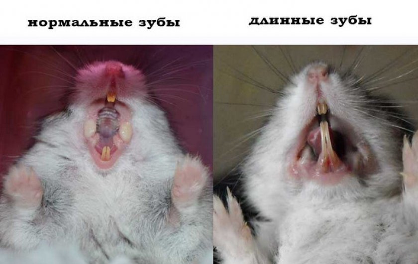 Зубы морской свинки