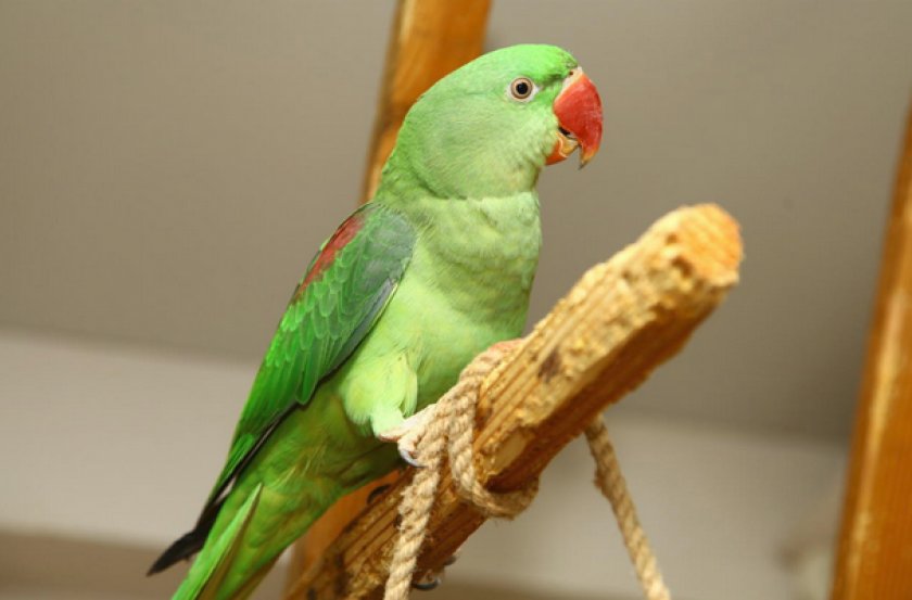 Александрийский попугай Александрийский попугай