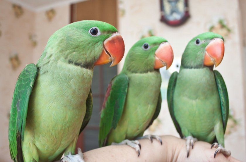 Александрийские попугаи Александрийские попугаи