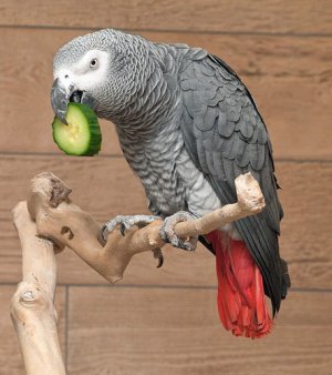 Попугай кушает огурец Попугай кушает огурец