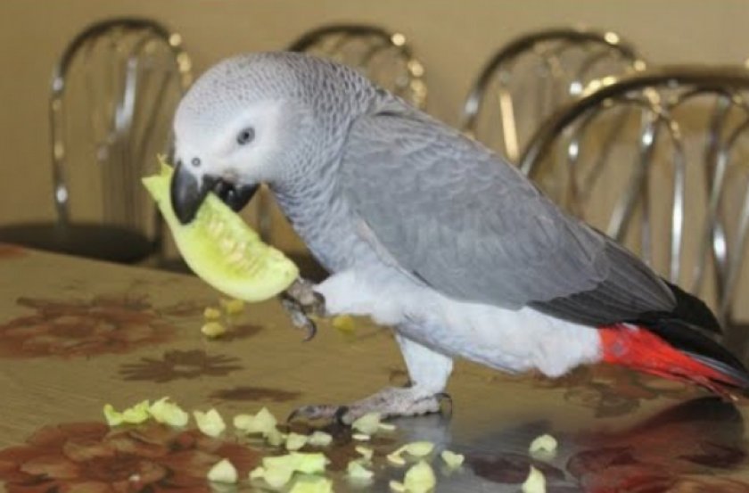 Попугай кушает огурец Попугай кушает огурец