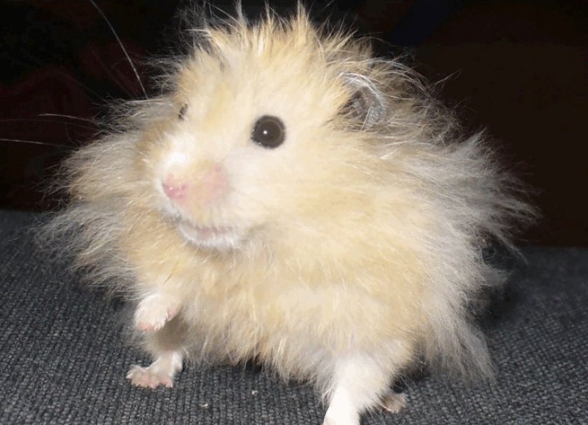 Ангорский хомяк