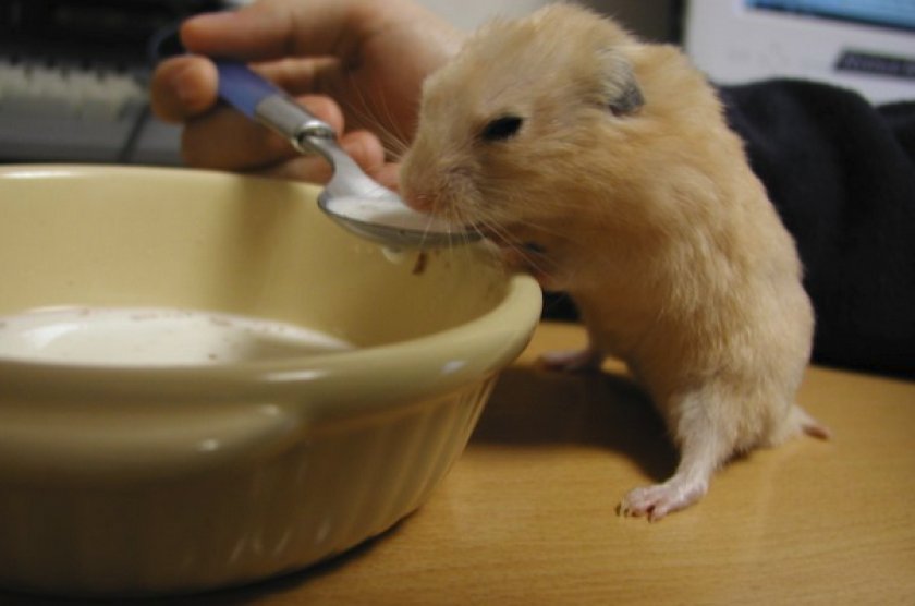 Хомяк пьет молоко