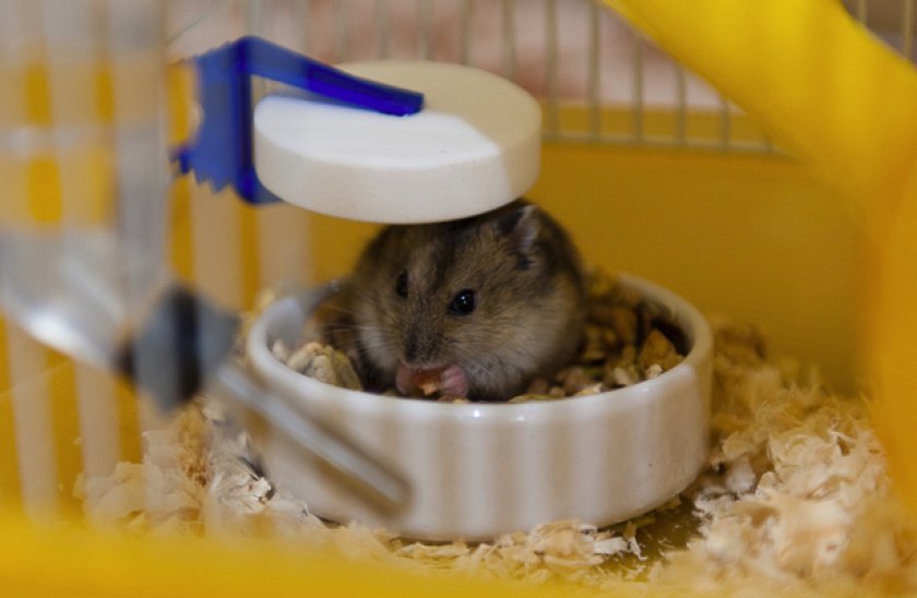 Хомяк кушает