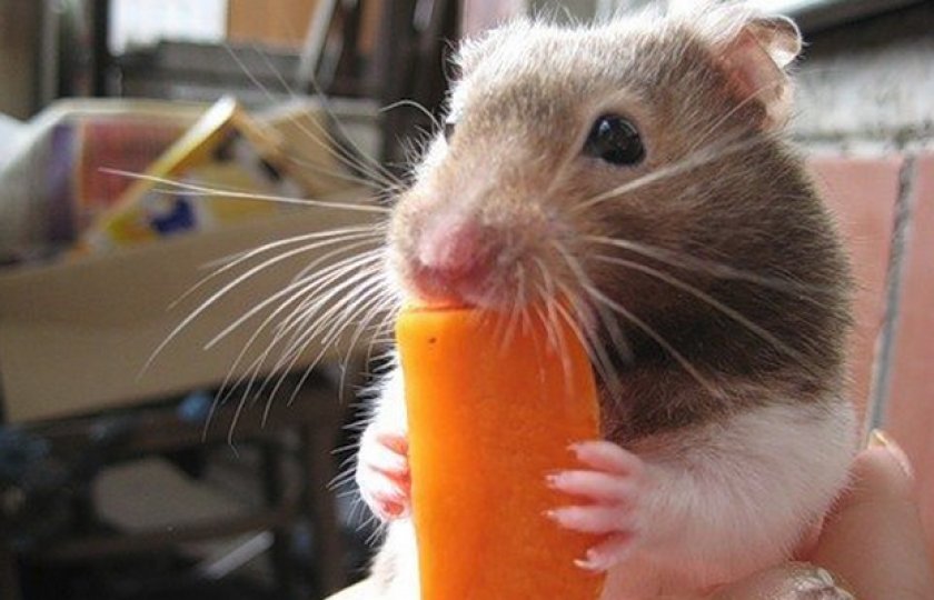 Можно давать хомякам банан. Хомяк с морковкой. Хомячок с морковкой. Хомячок ест морковку. Хомяк ест морковку.