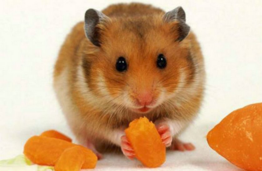 Хомяк кушает сухофрукты