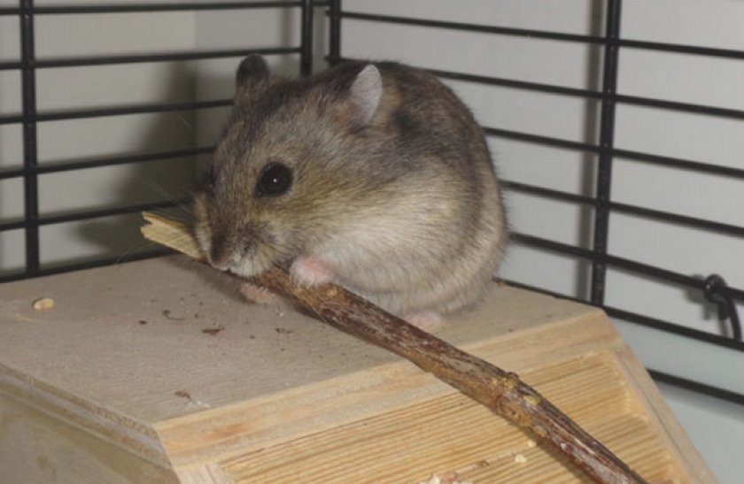 Хомяк кушает ветку дерева