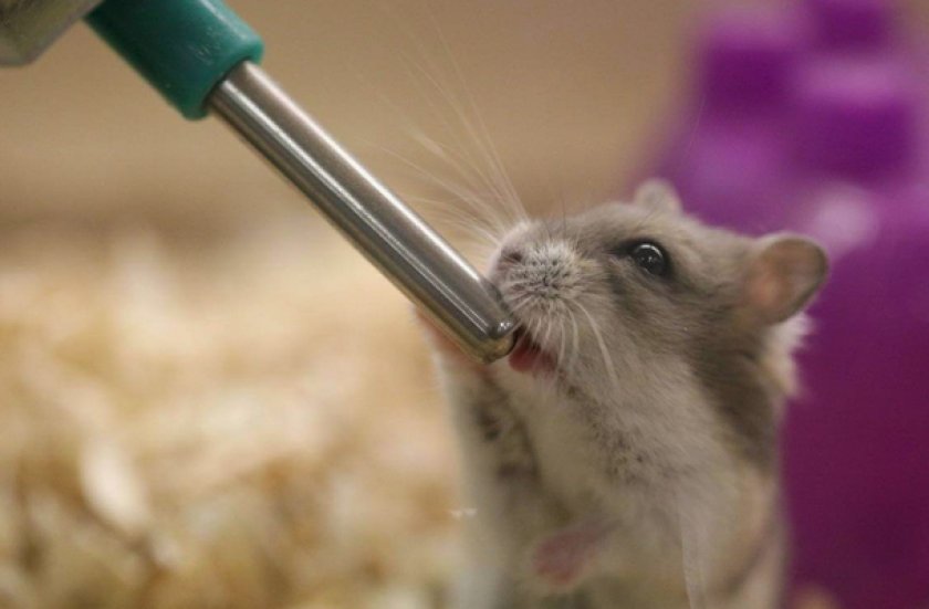 Джунгарик пьет воду