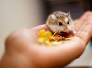 Карликовые хомячки: как ухаживать и чем кормить в домашних условиях