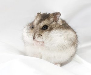 Карликовый хомячок