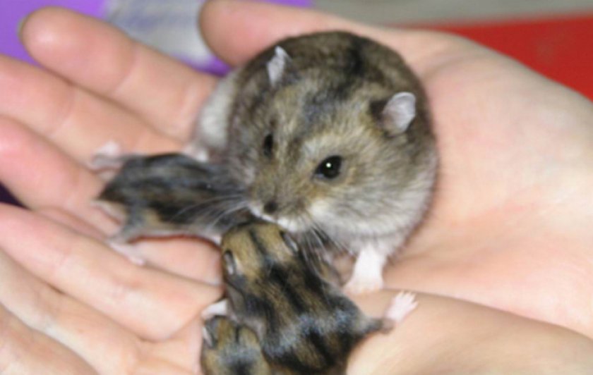 Джунгарский хомяк