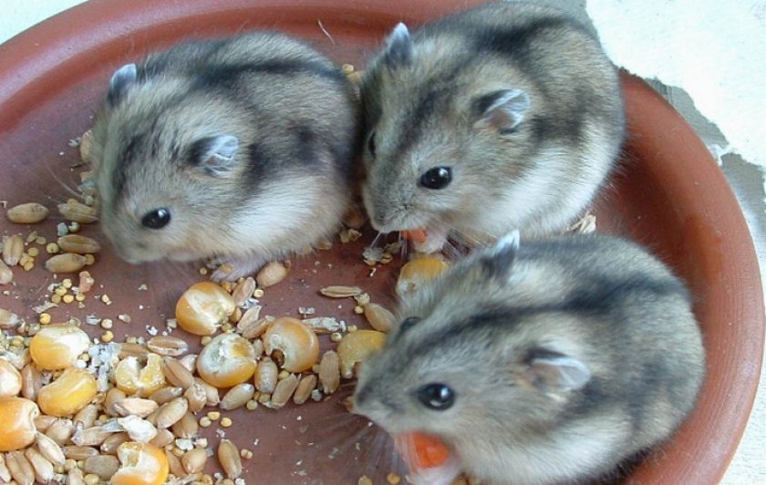 Хомяк Кэмпбелла