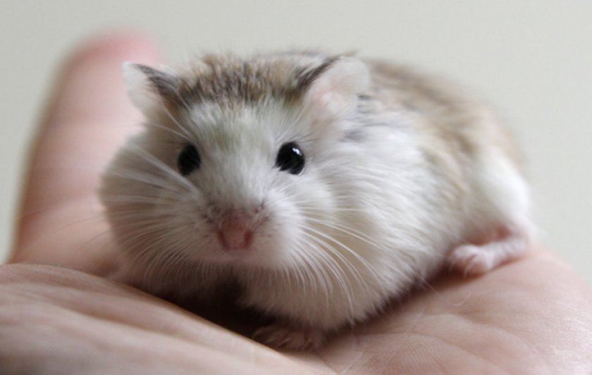 Хомяк Роборовского