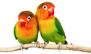 Попугаи неразлучники Попугаи неразлучники